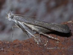 Isophrictis similiella P1550663a by 
xpda. Used under a CC BY-SA 4.0 license.