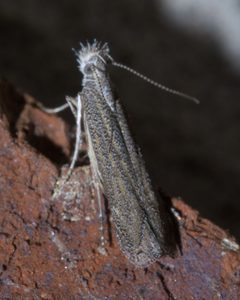 Isophrictis similiella P1550664a by 
xpda. Used under a CC BY-SA 4.0 license.