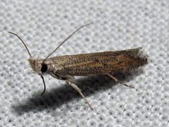 Isophrictis similiella by Jacy Lucier. Used under a CC BY-SA 4.0 license.
