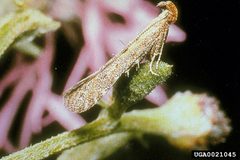 Metzneria paucipunctella 0021045 by USDA ARS Archive, USDA Agricultural Research Service, Bugwood.org. Used under a CC BY 3.0 us license.