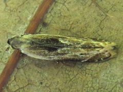 Monochroa gilvolinella 44667475 by Theo Rickert. Used under a CC BY 4.0 license.