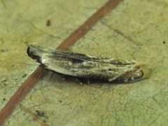 Monochroa gilvolinella 44667483 by Theo Rickert. Used under a CC BY 4.0 license.