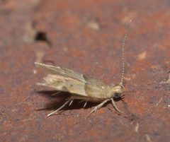 Theisoa constrictella P1100211b by
xpda. Used under a CC BY-SA 4.0 license.