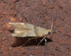 Theisoa constrictella P1200789b by
xpda. Used under a CC BY-SA 4.0 license.