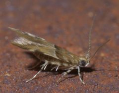 Theisoa constrictella P1410455a by
xpda. Used under a CC BY-SA 4.0 license.