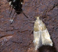 Theisoa constrictella P1420268a by 
xpda. Used under a CC BY-SA 4.0 license.