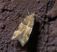 Theisoa constrictella P1630752a by 
xpda. Used under a CC BY-SA 4.0 license.