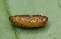 2020 12 21 Chrysoesthia sexguttella Puppe2 by Slimguy. Used under a CC BY 4.0 license.