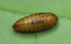 2020 12 21 Chrysoesthia sexguttella Puppe3 by Slimguy. Used under a CC BY 4.0 license.