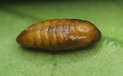 2020 12 21 Chrysoesthia sexguttella Puppe4 by Slimguy. Used under a CC BY 4.0 license.