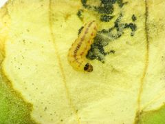 Chrysoesthia sexguttella larva by Beatriz Moisset. Used under a CC BY-SA 4.0 license.