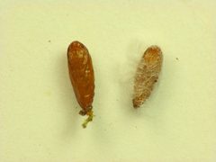 Chrysoesthia sexguttella pupae by Beatriz Moisset. Used under a CC BY-SA 4.0 license.