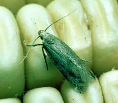Sitotroga cerealella on corn by Clemson University - USDA Cooperative Extension Slide Series, Bugwood.org. Used under a CC BY 3.0 license.