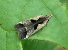 Dichomeris bilobella by Jacy Lucier. Used under a CC BY-SA 4.0 license.