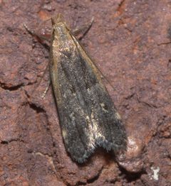 Dichomeris costarufoella P1120979a by 
xpda. Used under a CC BY-SA 4.0 license.