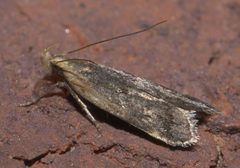 Dichomeris costarufoella P1120981a by 
xpda. Used under a CC BY-SA 4.0 license.