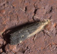 Dichomeris costarufoella P1120982a by 
xpda. Used under a CC BY-SA 4.0 license.
