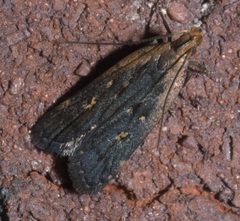 Dichomeris costarufoella P1130616a by 
xpda. Used under a CC BY-SA 4.0 license.