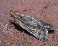 Dichomeris costarufoella P1130618a by 
xpda. Used under a CC BY-SA 4.0 license.