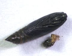 Dichomeris inserrata pupa by Beatriz Moisset. Used under a CC BY-SA 4.0 license.