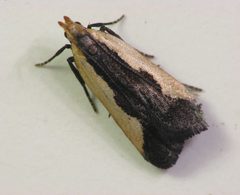 Indented Dichomeris Moth 6134.7.18-21.09w.wiki by Beatriz Moisset. Used under a CC BY-SA 3.0 license.