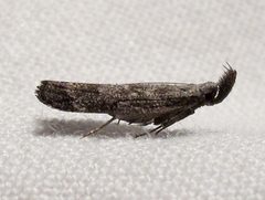 Dichomeris inversella by Jacy Lucier. Used under a CC BY-SA 4.0 license.
