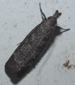 Dichomeris inversella P1250137a by 
xpda. Used under a CC BY-SA 4.0 license.