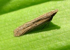 Dichomeris ligulella 1 by Jacy Lucier. Used under a CC BY-SA 4.0 license.