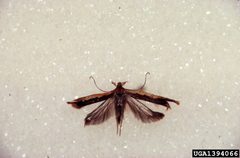 Dichomeris ligulella 1394066 by James B. Hanson, USDA Forest Service, Bugwood.org. Used under a CC BY 3.0 us license.