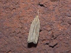 Helcystogramma hystricella P1130499b by 
xpda. Used under a CC BY-SA 4.0 license.