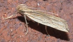 Helcystogramma hystricella P1130503a by 
xpda. Used under a CC BY-SA 4.0 license.