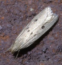 Helcystogramma melanocarpa P1380668a by 
xpda. Used under a CC BY-SA 4.0 license.