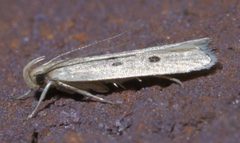 Helcystogramma melanocarpa P1380669a by 
xpda. Used under a CC BY-SA 4.0 license.