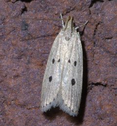 Helcystogramma melanocarpa P1390204a by 
xpda. Used under a CC BY-SA 4.0 license.