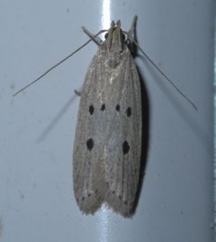 Helcystogramma melanocarpa P1390420a by 
xpda. Used under a CC BY-SA 4.0 license.