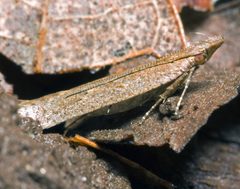 Dichomeris ligulella by Bruce Marlin. Used under a CC BY 3.0 license.