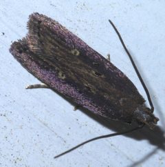 Chionodes discoocellella P1620758a by 
xpda. Used under a CC BY-SA 4.0 license.