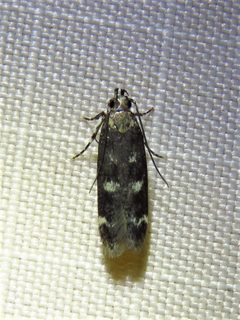 Fascista bimaculella - inat 82438720 by {{{name}}}. Used under a CC BY 4.0 license.