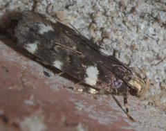Fascista cercerisella P1330035a by 
xpda. Used under a CC BY-SA 4.0 license.