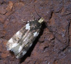 Fascista cercerisella P1400340a by 
xpda. Used under a CC BY-SA 4.0 license.