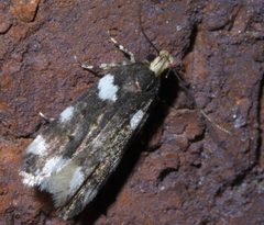 Fascista cercerisella P1400341a by
xpda. Used under a CC BY-SA 4.0 license.