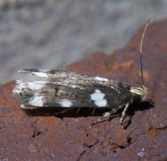 Fascista cercerisella P1400342a by 
xpda. Used under a CC BY-SA 4.0 license.