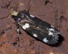 Fascista cercerisella P1660526a by 
xpda. Used under a CC BY-SA 4.0 license.