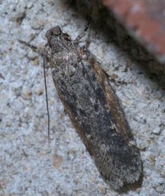 Filatima pseudacaciella P1280875a by 
xpda. Used under a CC BY-SA 4.0 license.