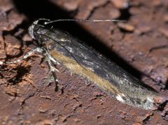 Filatima pseudacaciella P1610070a by 
xpda. Used under a CC BY-SA 4.0 license.