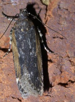 Filatima pseudacaciella P1610071a by 
xpda. Used under a CC BY-SA 4.0 license.