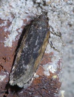 Filatima pseudacaciella P1610131a by 
xpda. Used under a CC BY-SA 4.0 license.
