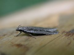Gelechia sabinellus by Donald Hobern. Used under a CC BY 2.0 license.