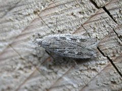 Gelechia sabinellus1 by Donald Hobern. Used under a CC BY 2.0 license.