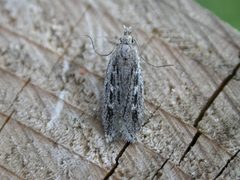 Gelechia sabinellus2 by Donald Hobern. Used under a CC BY 2.0 license.
